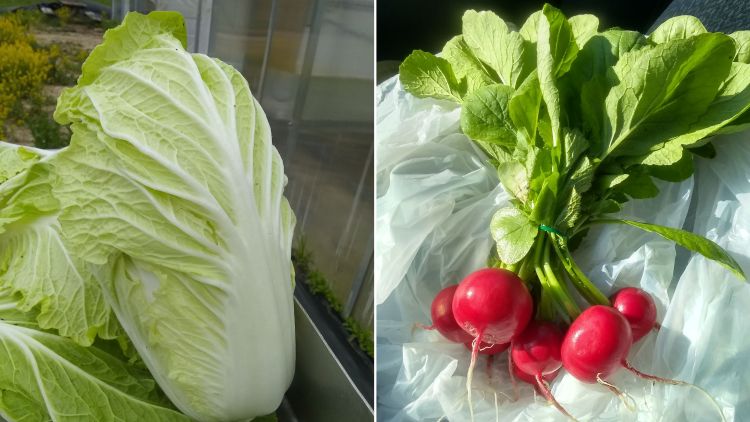Lettuce and radishes