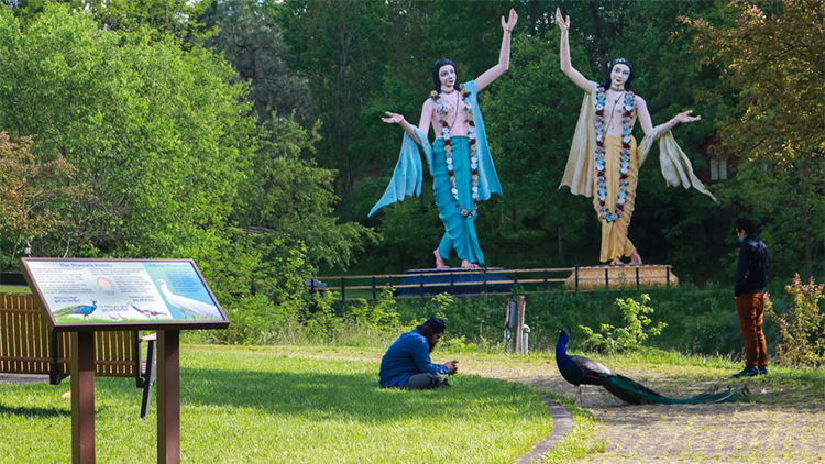 Guests on the self-guided peacock walk