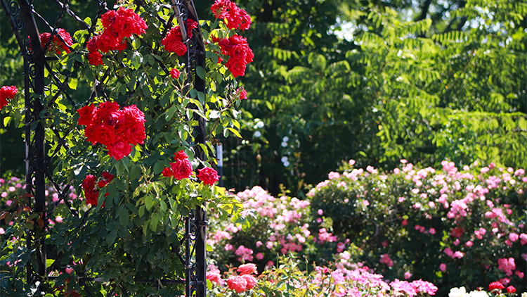 Prabhupada Palace Rose Garden