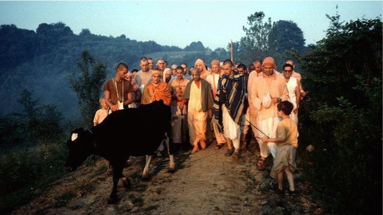 Prabhupada and Kaliya the cow
