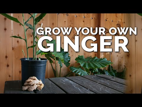 ISKCON News | How To Grow Ginger In Containers And Get A Huge Harvest ...