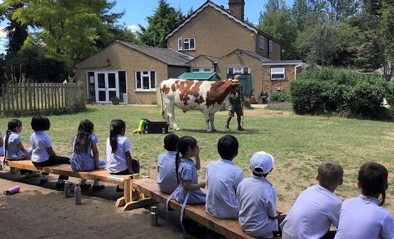 Ram the Ox Goes to School